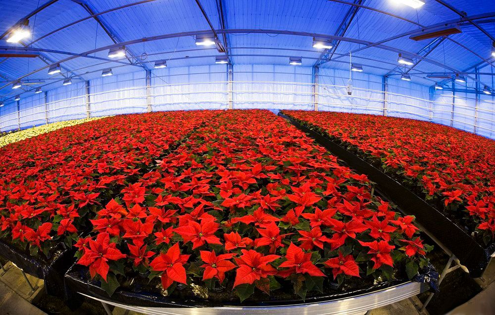 Hundrevis av røde julestjerner står på plantebord i et veksthus. Foto.