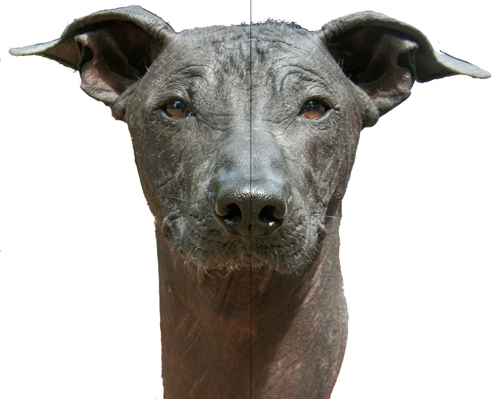 Portrett av hundehovud som viser at hovudet er symmetrisk rundt ein midtakse. Foto.