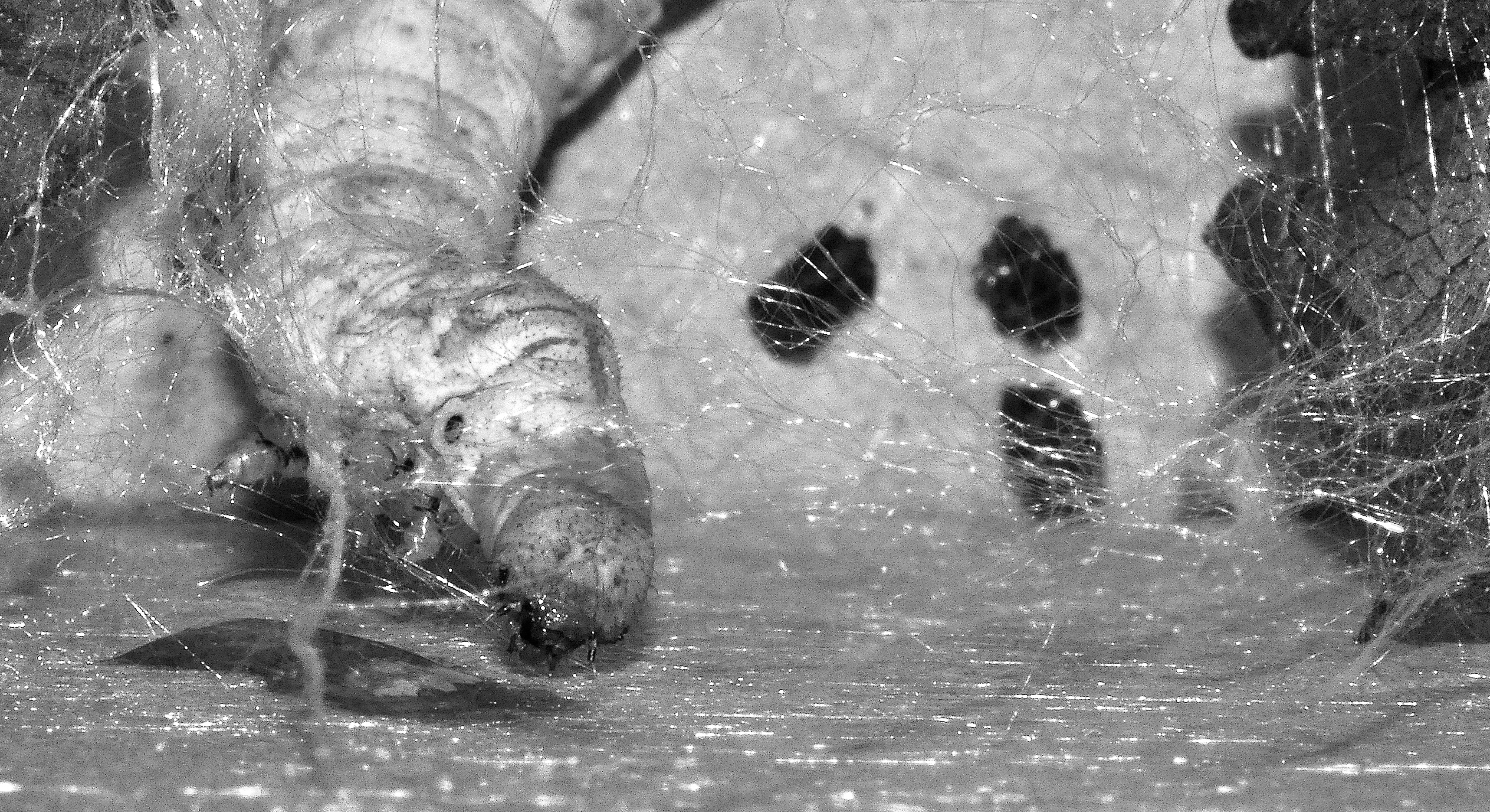 En silkelarve. Foto.