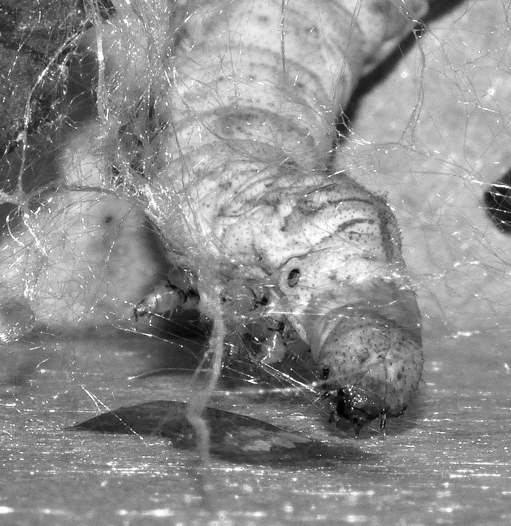 En silkelarve. Foto.