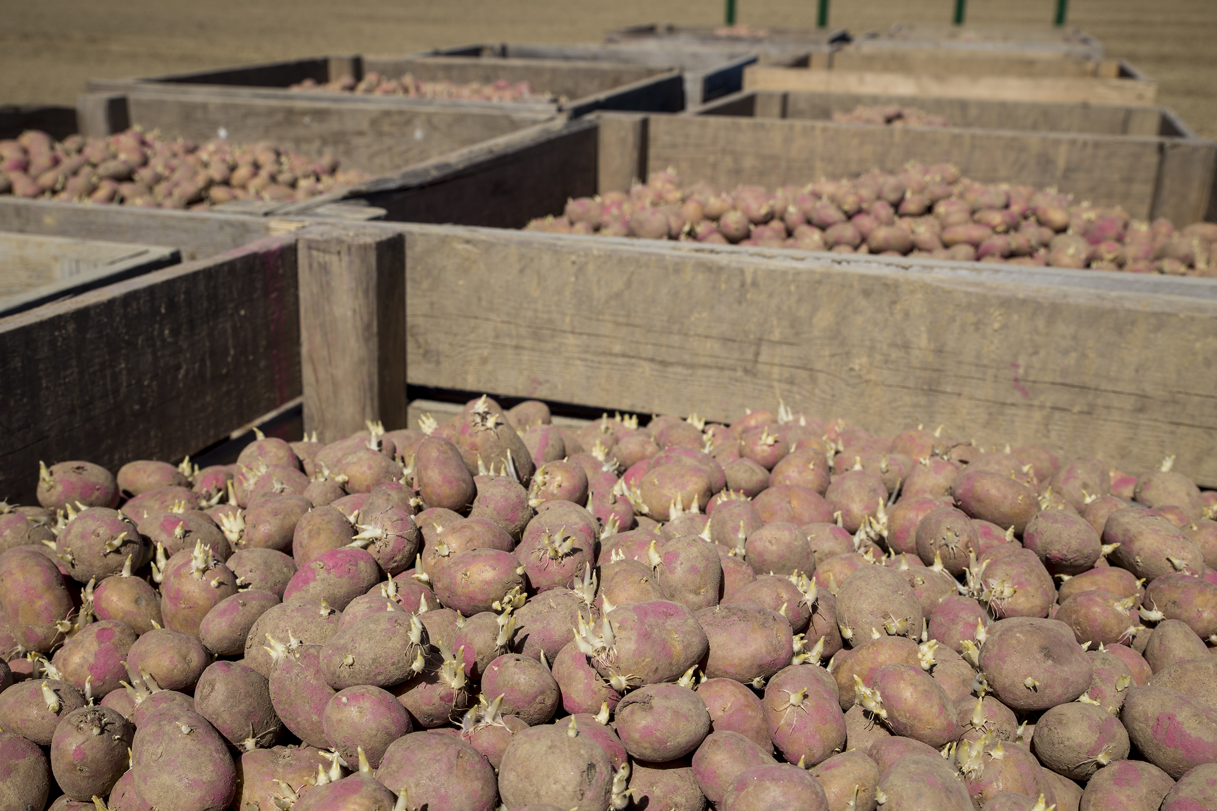 Poteter med groer i potetkasser. Foto.