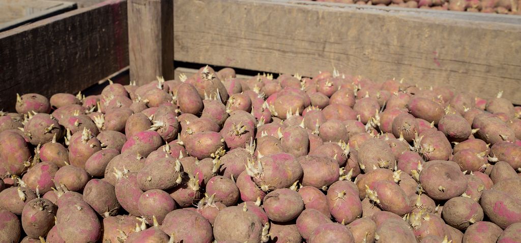 Poteter med groer i potetkasser. Foto.