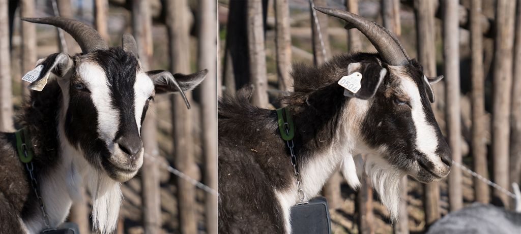 To bilder av ei geit med en klave rundt halsen. Klaven består av ei plastreim over nakken. Det er festet en kjetting på hver side av plastreima, kjettingen bærer en svart boks. Foto.