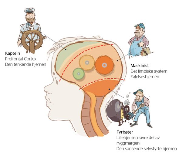 Illustrasjon av hodet med følgende tre delene plottet inn: Sansehjernen (fyrbøter), Følelseshjernen (Maskinist) og  tankehjernen (kaptein). Illustrasjon.