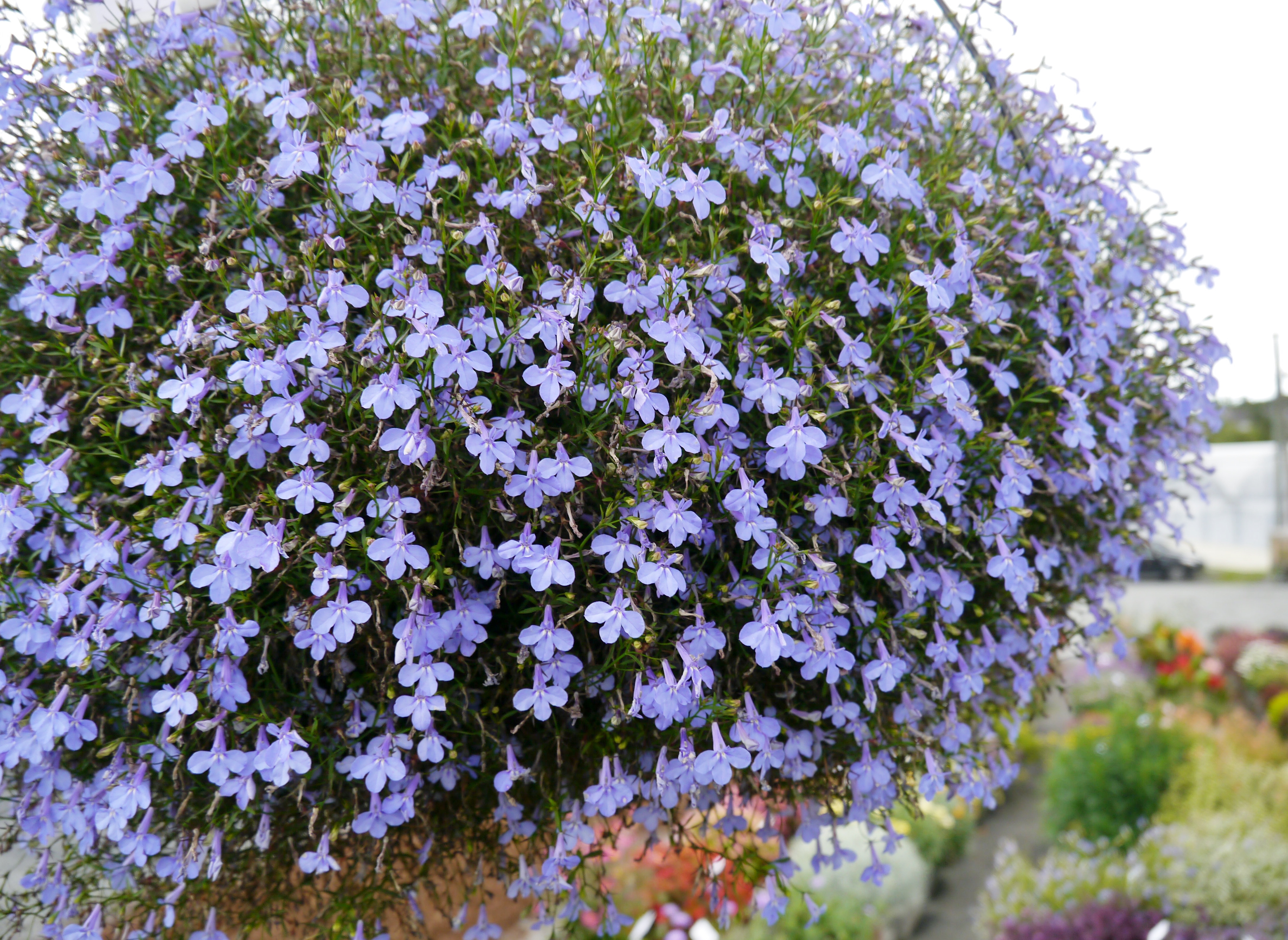 Hengende plante med mange små, blå blomster. Foto.
