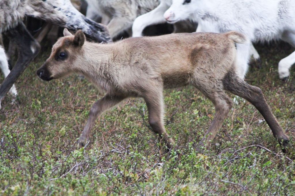 Liten, brun kalv saman med reinflokken. Foto.