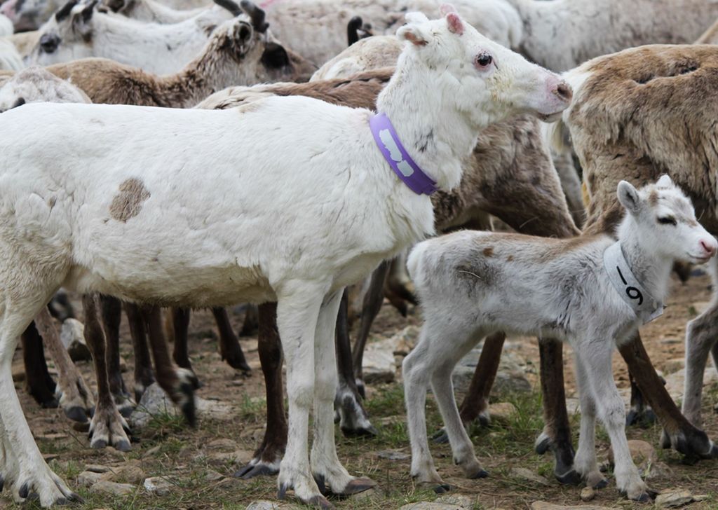 Voksen rein med hvit pels ved siden av kalv med hvit pels. Foto.