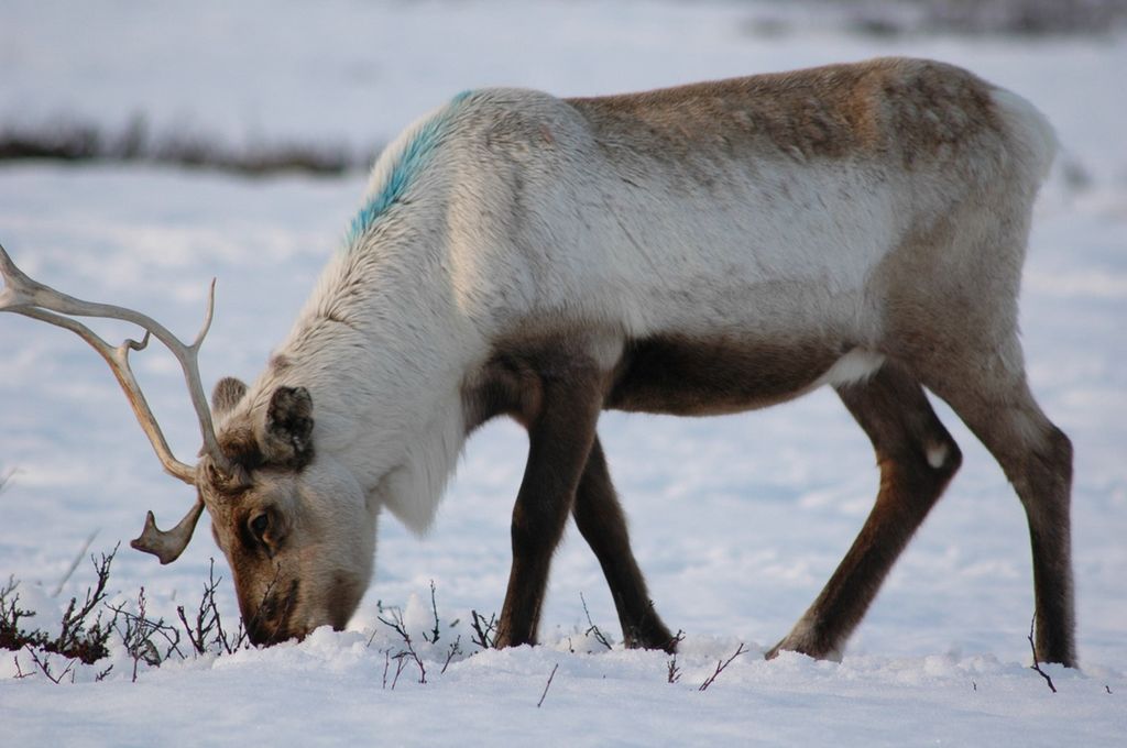 Reinsdyr som beiter i vinterlandskap, på nakken er det merket med ei blå stripe. Foto.