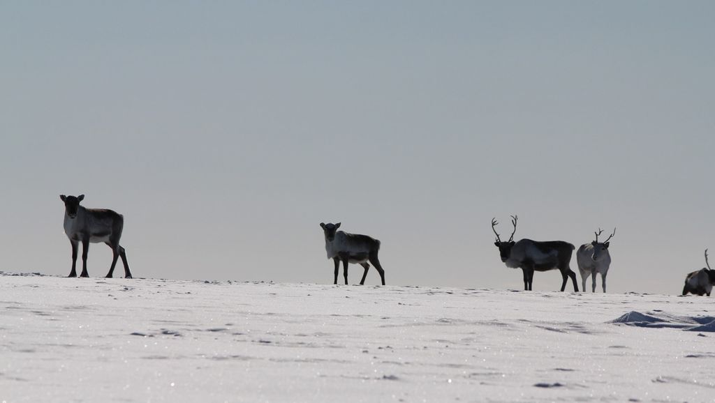  Fem reinsdyr i silhuett mot himmelen på snødekt åsrygg. Foto.