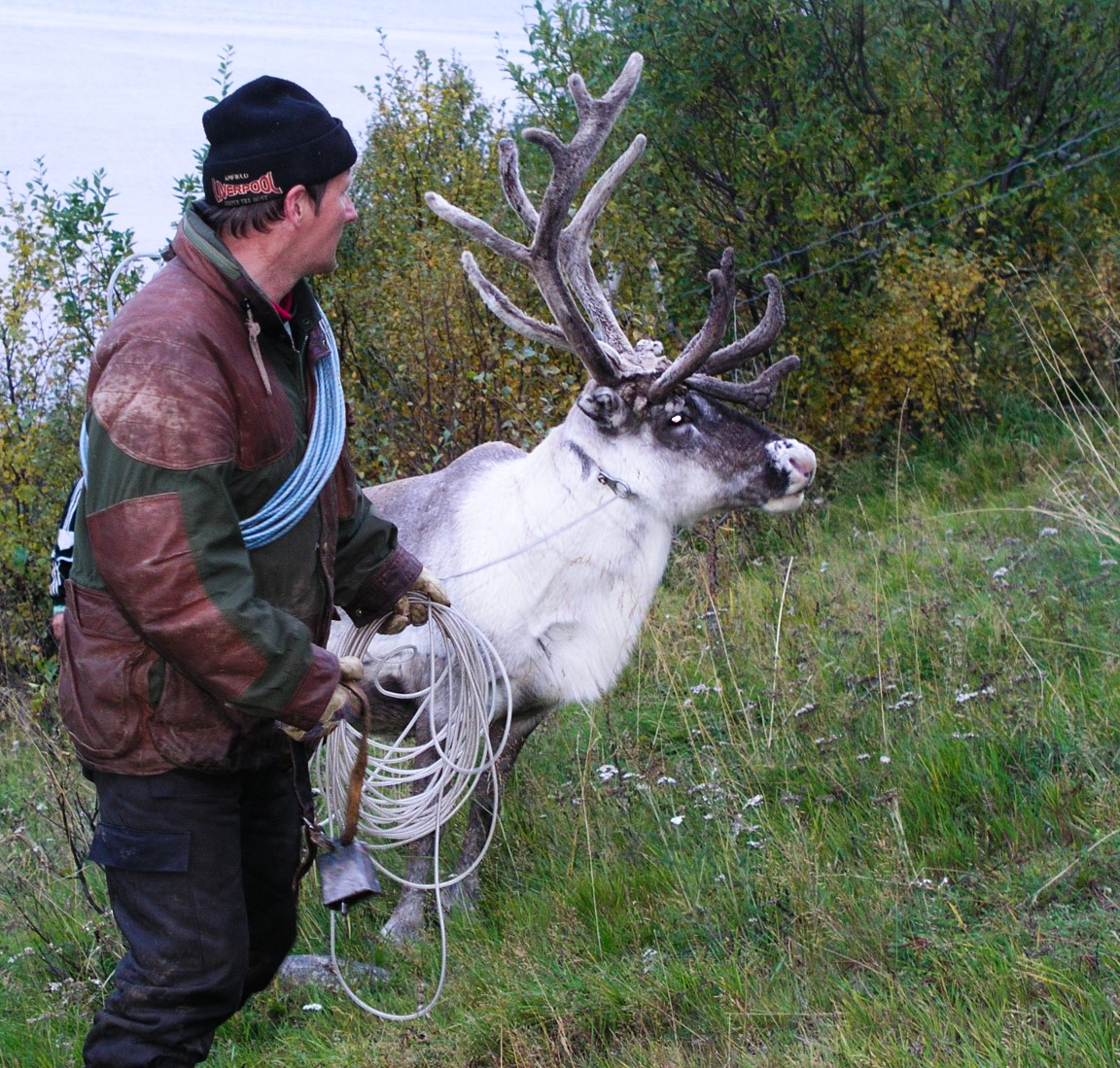 A man, holding a heaving line, is standing next to a reindeer. Photo. 