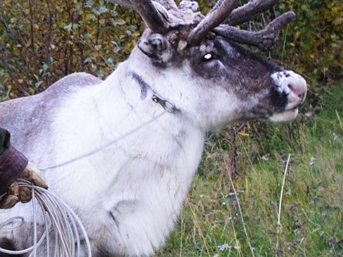 Bovtsen njaevie-goelkh. Guvvie.