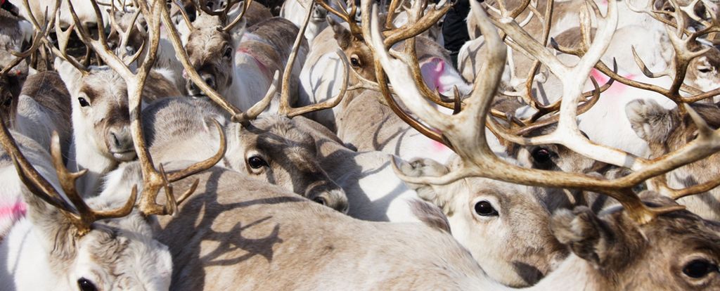 Reinsdyr med gevir står tett sammen. Gevira har ikke bast. Foto.