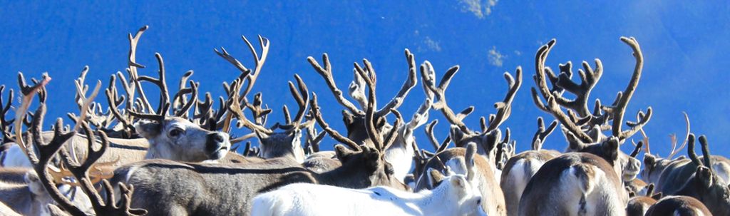 Reinsdyr med lodne gevir står tett sammen. Foto.