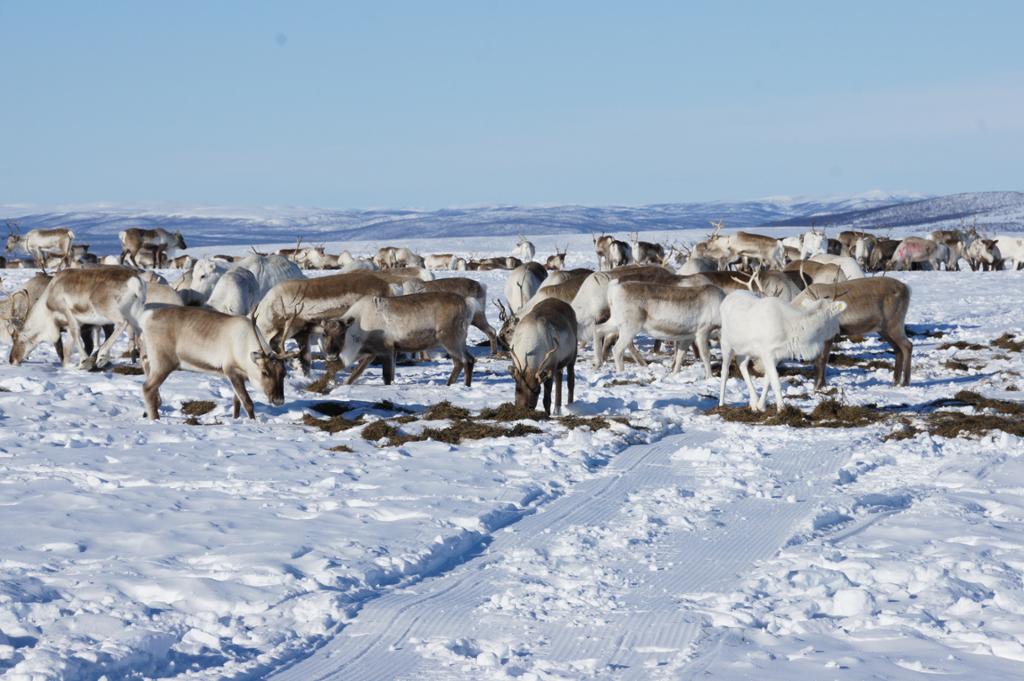Fôring av rein. Foto. 