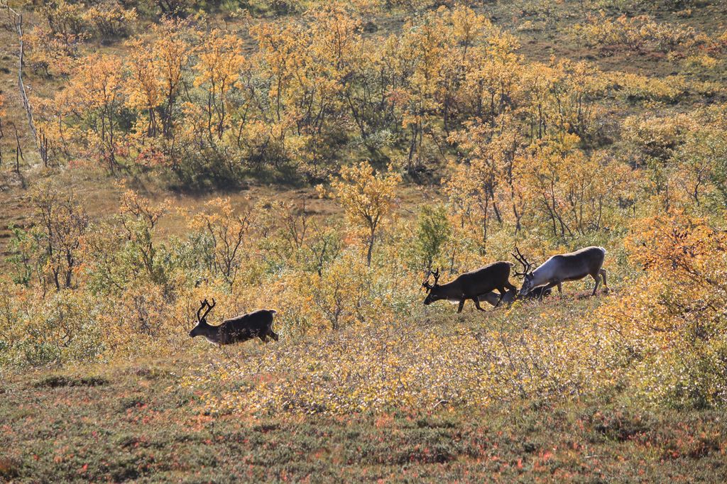Reinsdyrflokk om høsten. Foto