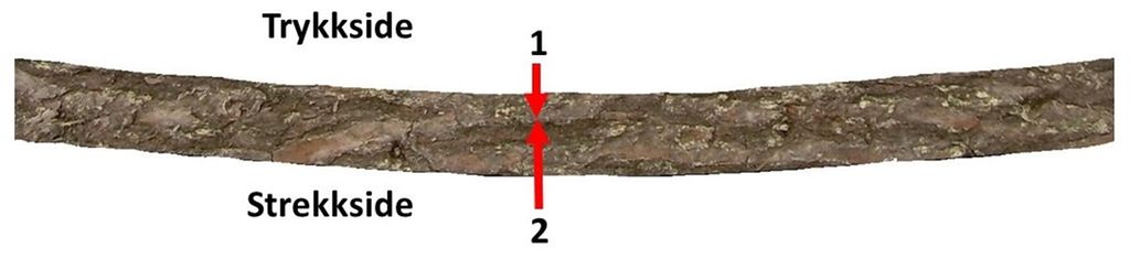 Trestamme med to piler som viser at man først skal kappe fra trykksida og så fra strekksida. Illustrasjon. 