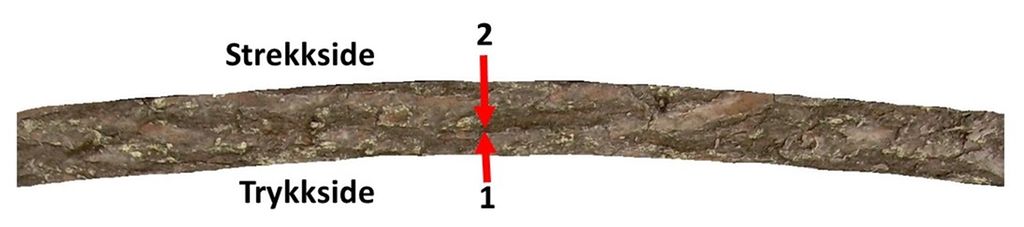 Trestamme med to piler som viser at man først skal kappe fra trykksida og så fra strekksida. Illustrasjon. 