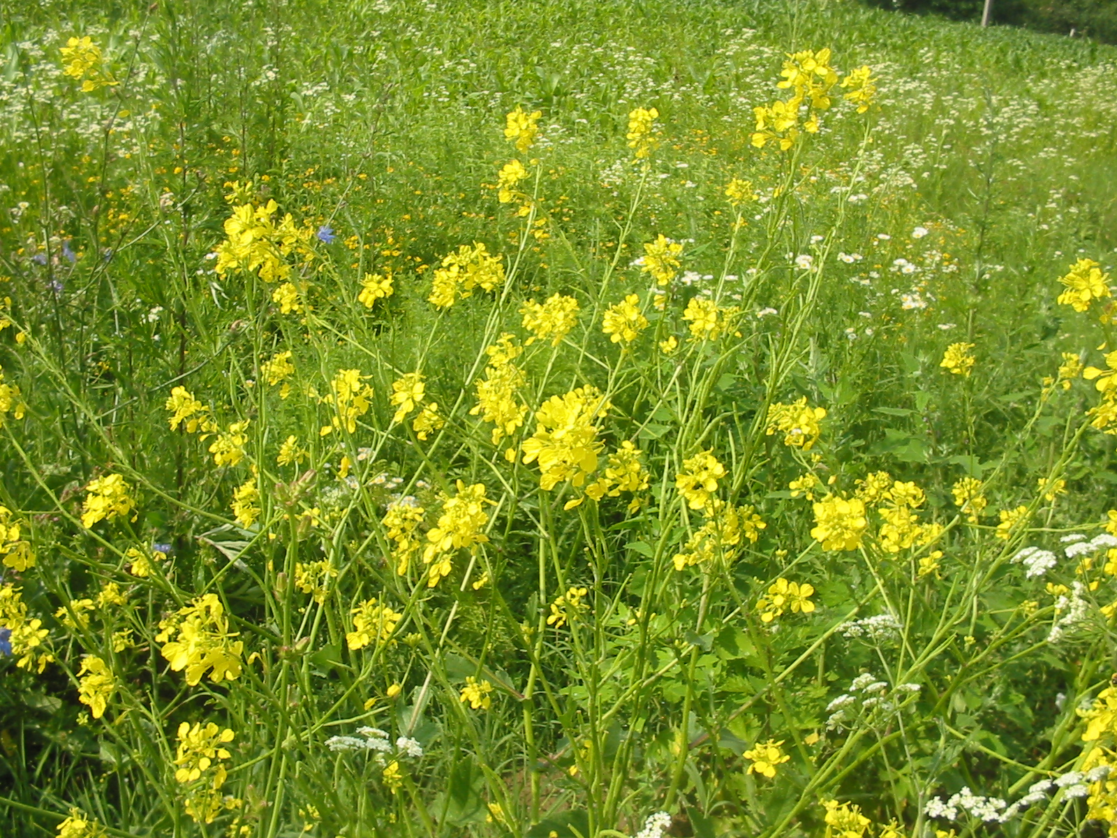 Plante med greinete stengel og gule blomster. Foto.