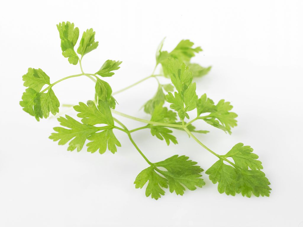 Stilk med fleire grøne blad som forgreinar seg utover. Foto.