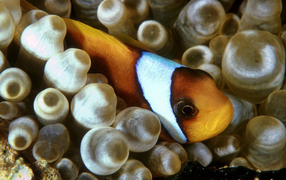 Klovnefisk blant anemoner. Foto.