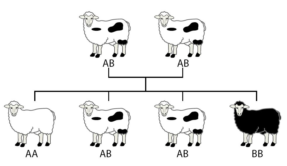Ullfargen med hvite og svarte flekker hos sau skyldes at de har arv for både hvit og svart ullfarge. Her har to hvite sauer med svarte flekker (AB og AB) fått fire avkom: en helt hvit (AA), to hvite med svarte flekker (AB) og én helt svart (BB). Illustrasjon.