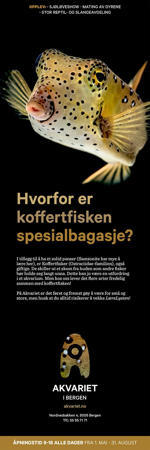 Annonse for Akvariet i Bergen. På toppen er bildet av en koffertfisk. Under følger tittelen "Hvorfor er koffertfisken spesialbagasje?" og denne teksten: "I tillegg til å ha et solid panser (Samsonite har mye å lære her), er Koffertfisker (Ostraciidae-familien), også giftige. De skiller ut et skum fra huden som andre fisker bør holde seg unna. Dette kan jo være en utfordring i et akvarium. Men hos oss lever det flere arter fredelig sammen med koffertfisken! På Akvariet er det først og fremst gøy å være for små og store, men husk at du alltid risikerer å vekke LæreLysten!" Videre følger logo, adresse og åpningstider for akvariet. Faksimile.