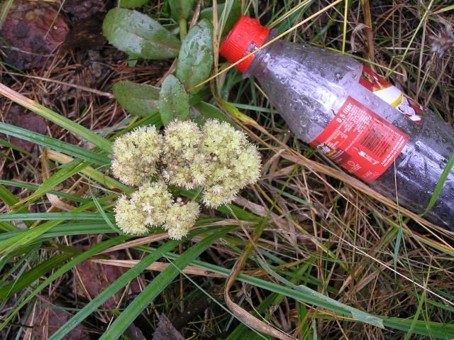 Tom brusflaske av plast med rød etikett ligger i grønt gress, ved siden av en blomst. Foto.