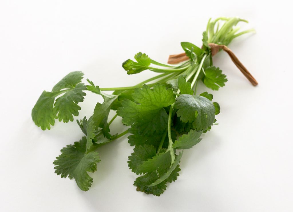 Liten bunt koriander. Foto.