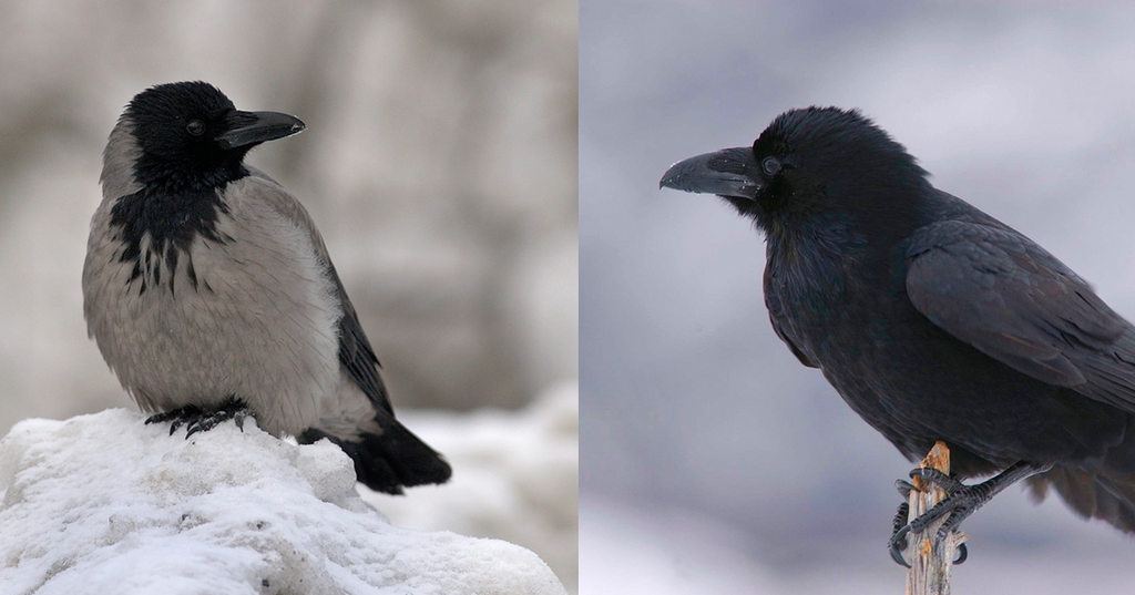 Kollasj med kråke og ravn. Foto