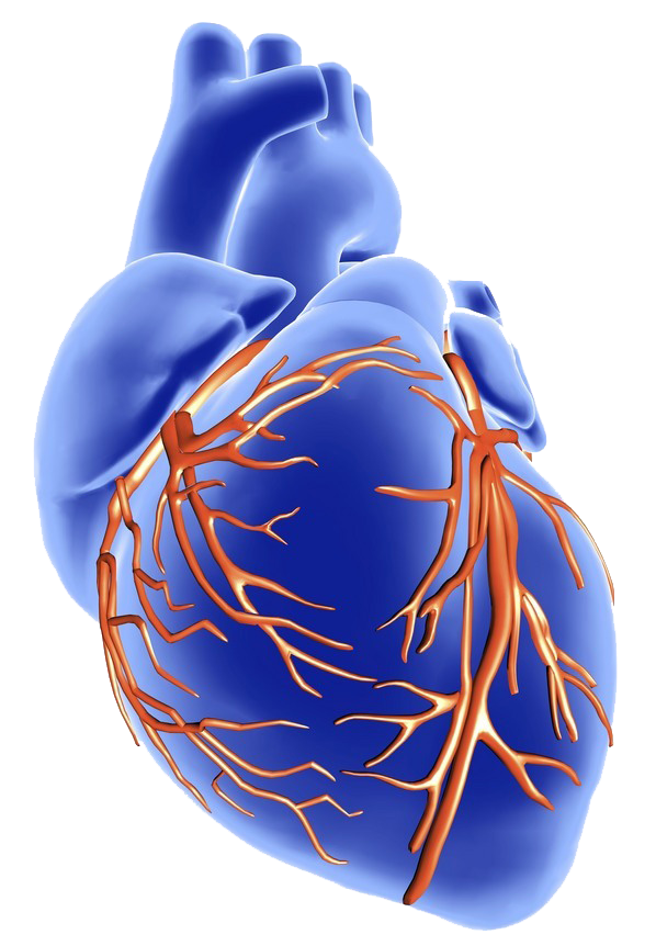 Blått hjerte med tydelige røde kransarterier. Illustrasjon.