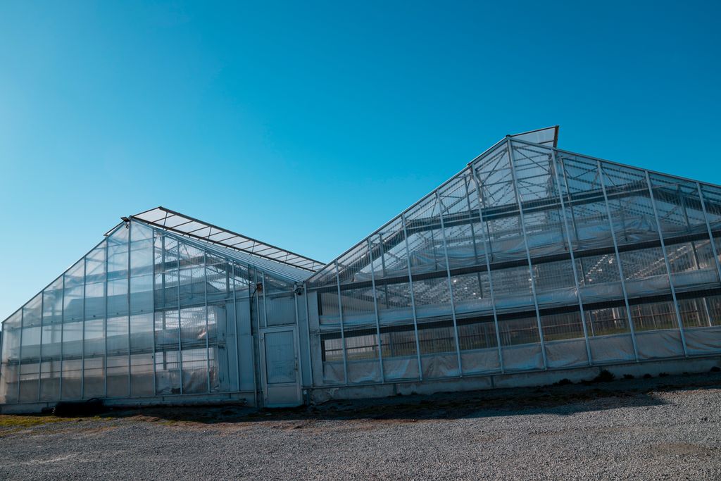 Kortenden av veksthus i solskinn med lufteluker åpne. Foto.