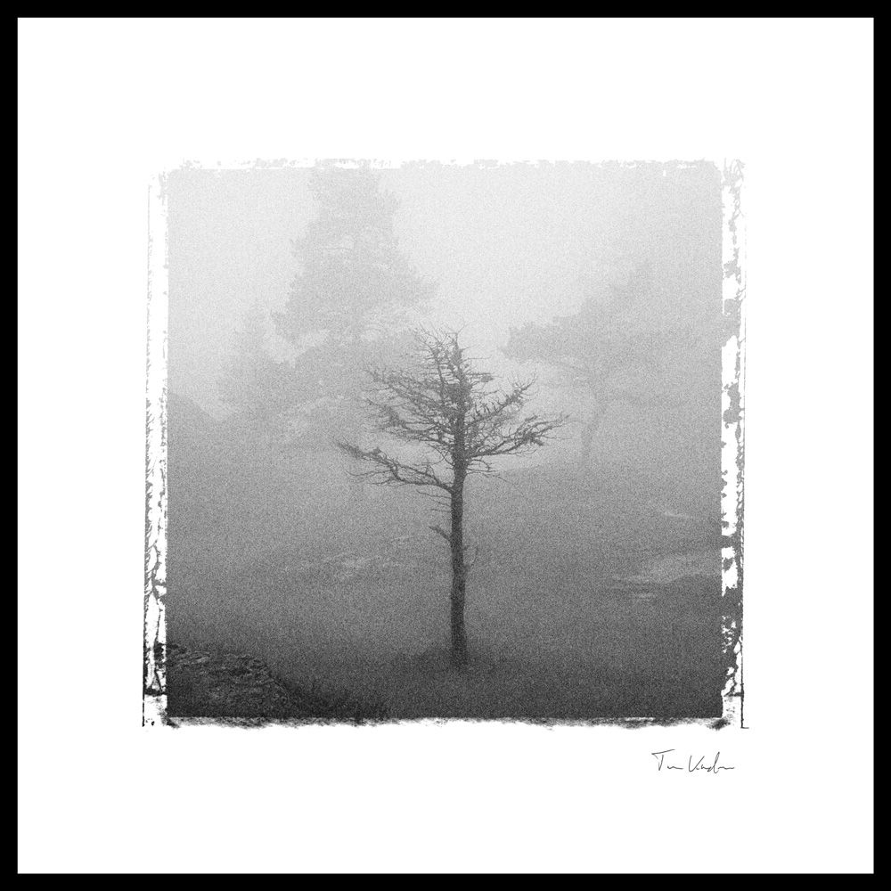 Svart-hvitt kunstfoto av et tre i tåke. Digital støy framhever motivet i forgrunnen. Foto.