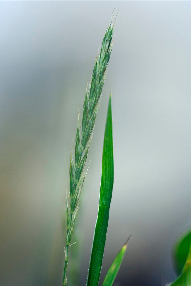Gras med lange, grønne blader med innrullet bladkant. Blomstene er grønne, flattrykte og sitter i aks. Foto.
