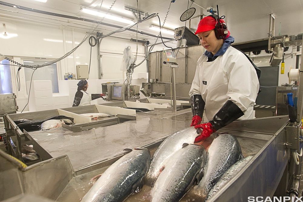 Рибальська промисловість. Працівник сортує лосось. Фото.