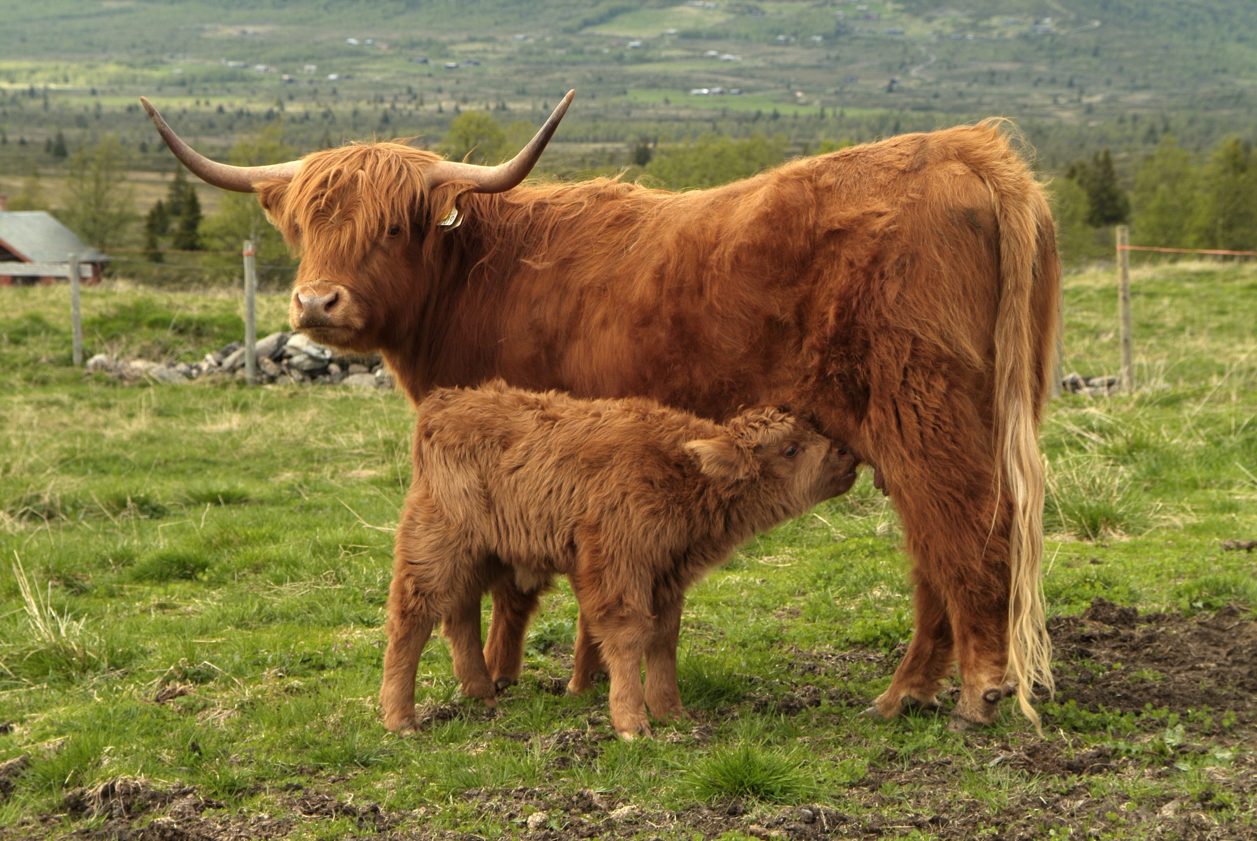 Brun ku med store horn på beite blir diet av en kalv. Foto.