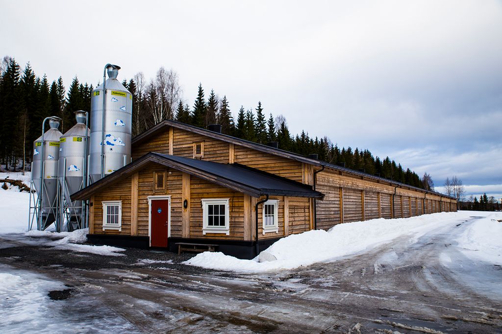 Driftsbygning for produksjon av slaktekylling. Foto. 