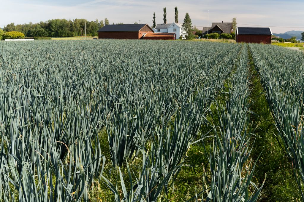 Purreløk på rader i en åker. Lavere planter gror innimellom. Det ligger en gård i enden av jordet. Foto.
