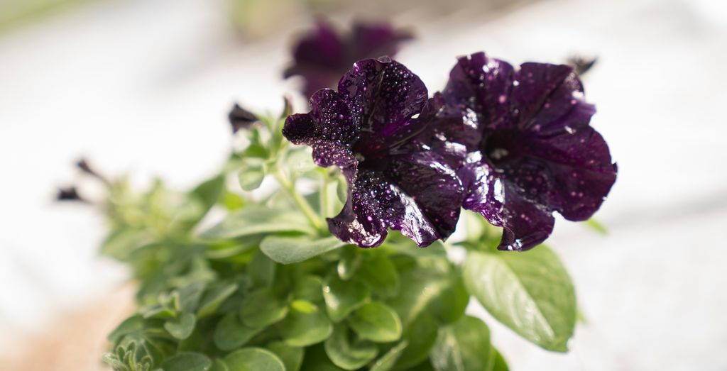 Nærbilde av en mørk lilla blomst med vanndråper på. Foto.
