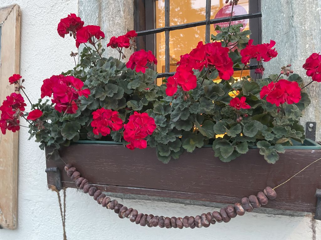 Plante med røde blomster plantet i en kasse som henger under et vindu. Foto.