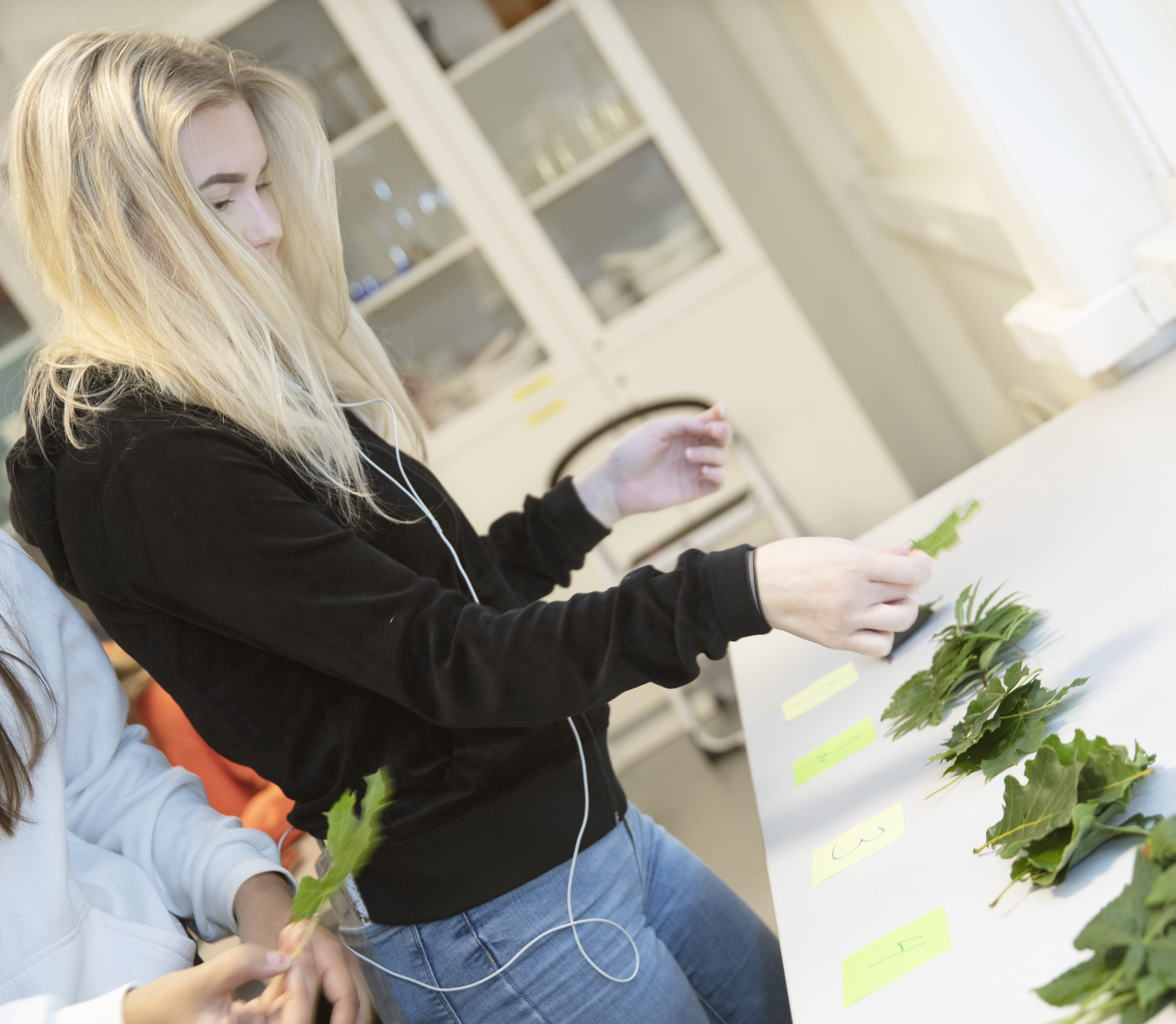 Jente vurderer forskjellige løvblader. Foto.