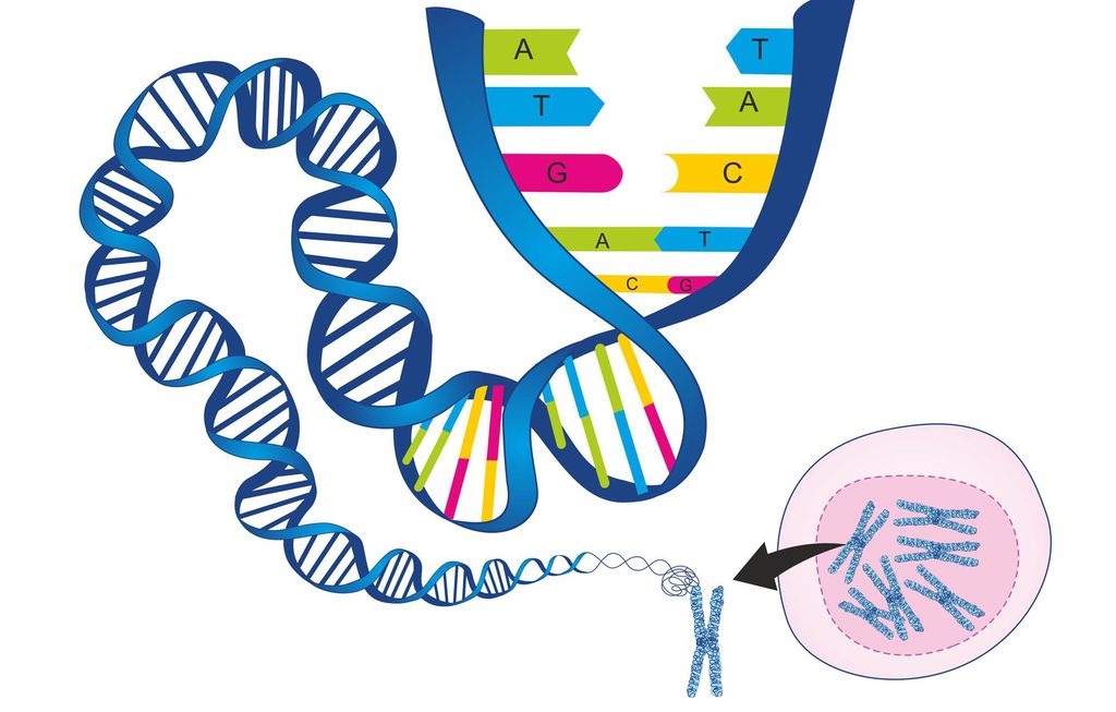 Árbeávnnas stuoriduvvon čavges kromosomain gitta lebbejuvvon DNA-streŋgii. Illustrašuvdna. 