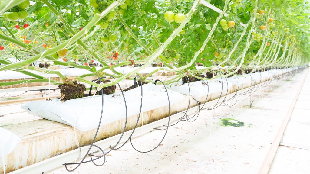 Rad av tomatplanter med tynne slanger som går inn ved røttene. Foto.