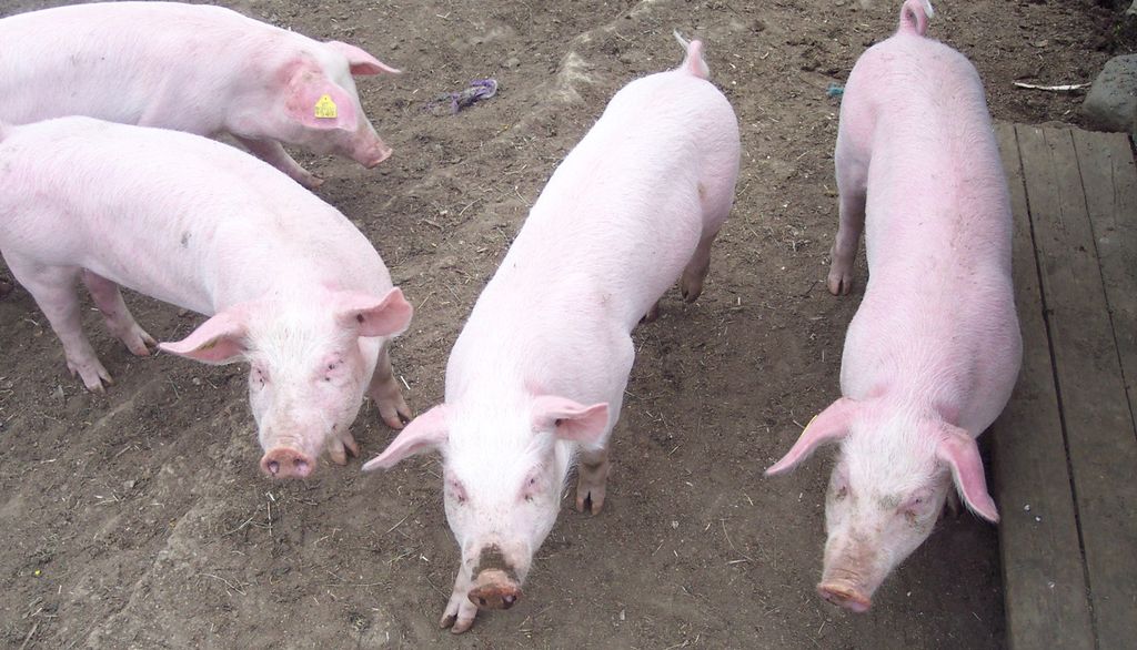 Fire griser står på ei jordflate. De er lyse i huden, nesten rosa, og har en lang og ganske tynn kropp. Foto.