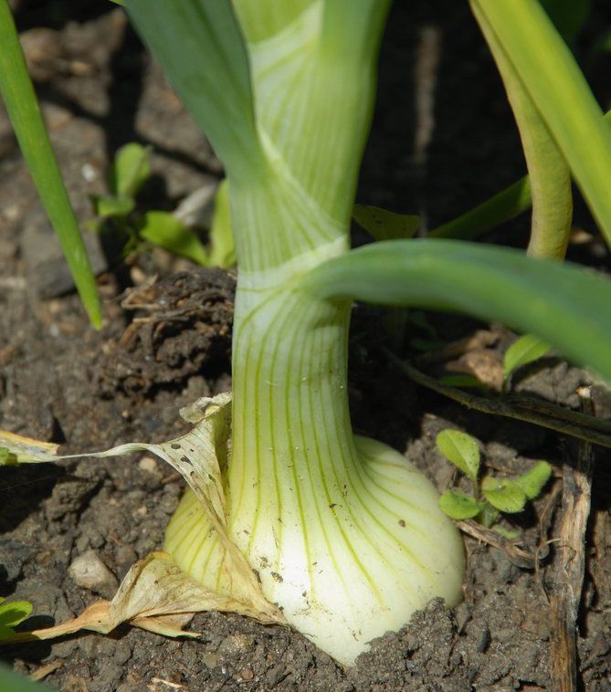 Ein grøn laukplante har vakse opp av jorda. Foto. 