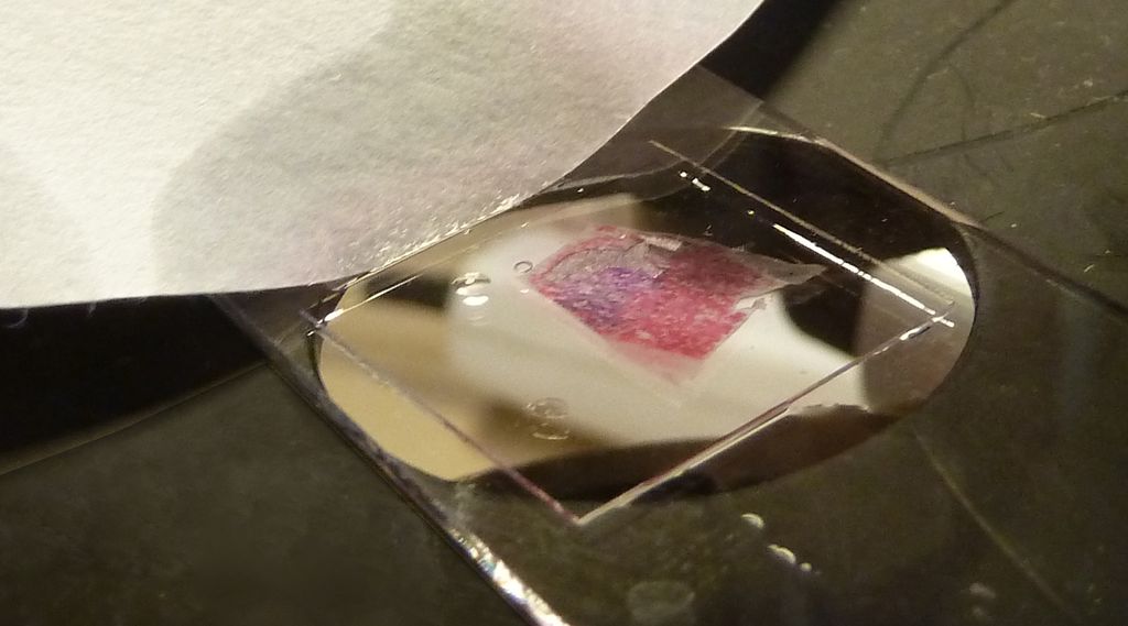 Objektglass og filterpapir som trekker løsning under dekkglasset. Foto.