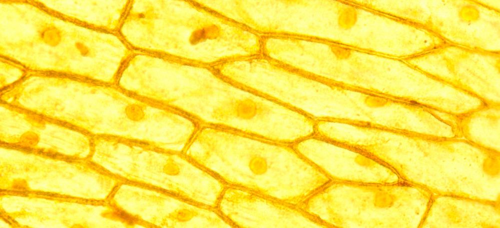 Mikroskopbilde som viser løkceller som danner tett vev. Foto.