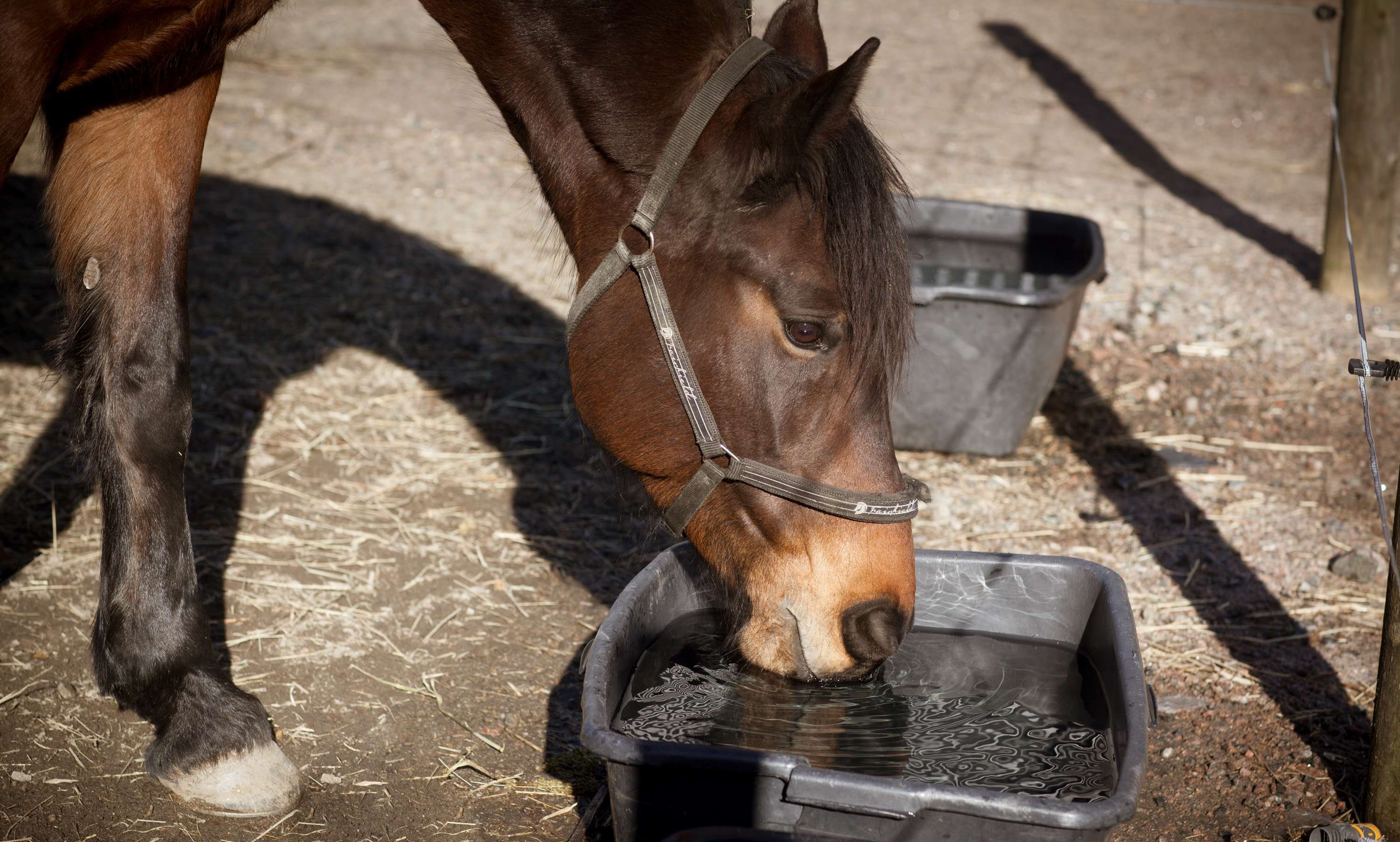 Hest drikker vann. Foto.