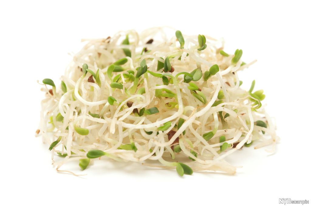 Alfalfaspirer på hvit bakgrunn. Foto.