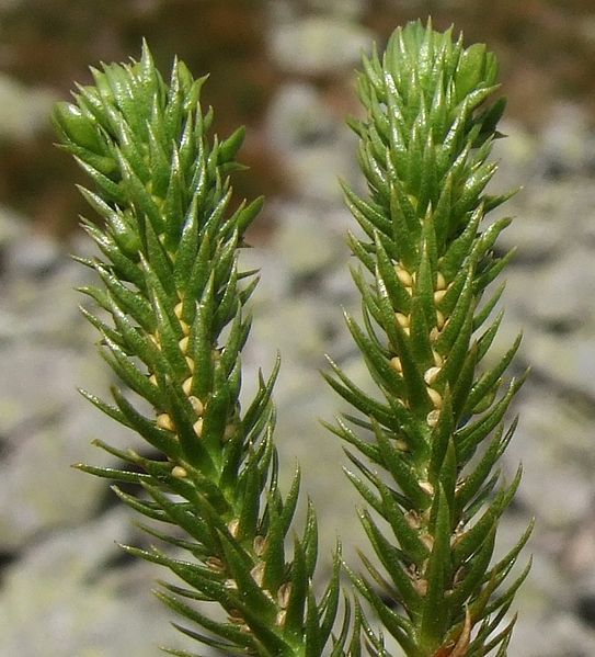 Nærbilde av grønn plante med spisse blader. Foto.