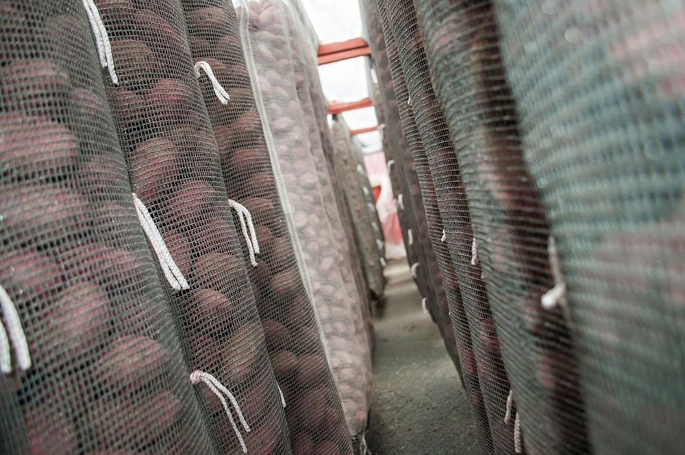 Store nettingsekker med poteter. Foto.